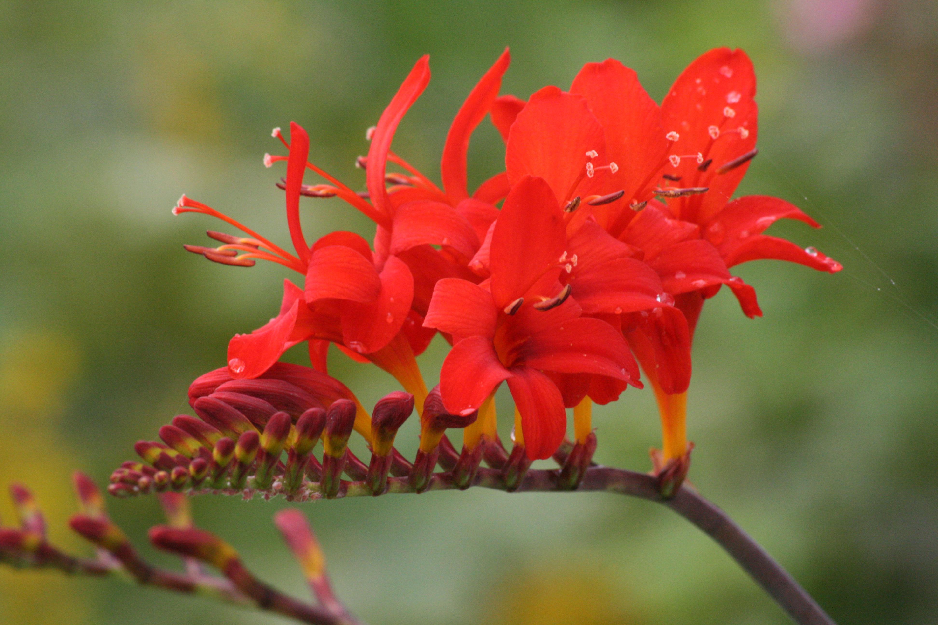 Крокосмия (Crocosmia)
